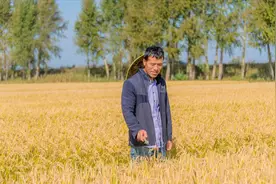 泰国的水稻一亩能产多少公斤？和中国大米比，究竟好在哪里？图片
