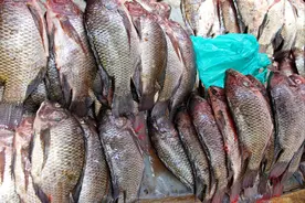 罗非鱼的蛋白质是牛奶的7倍，外国人常吃，国内5元1斤却少有人吃图片