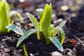 自己转发自己的作品，有什么好处？能带来额外收益吗？图片