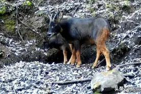 四川甘孜发现两只天马觅食，吓跑200斤野猪，用角把猞猁顶飞图片