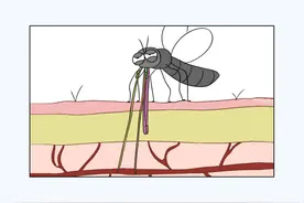 把正在吸血的蚊子拍死，它的嘴断在肉里会怎样？图片