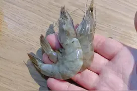 大明虾十元一斤，这算不算捡到漏了呢？图片