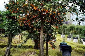 “家种树，子孙富”，养上4种旺财树，每年结“大金果”，太美图片