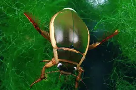 水蟑螂，样子恐怖，却是老广最爱，营养健康又美味，你敢不敢尝？图片