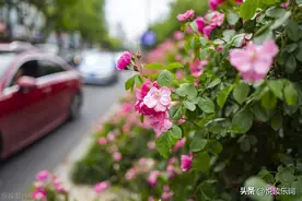 考研英语大纲词汇5500C-D图片