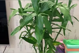 富贵竹养成“鸟窝根”，水里加点“小白粉”，新根嗖嗖长图片