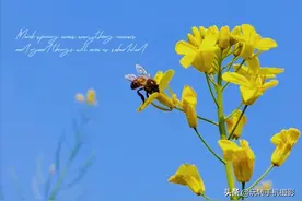 拿去吧！春日油菜花最全拍照攻略图片