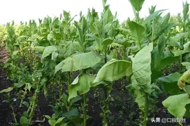 不被欺骗：购买云南烟丝要注意区分，买云南烟丝怎么都是湖南发货图片