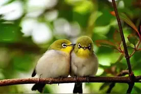 悦听越美 |《致橡树》图片