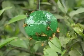 预防果蝇危害瓜果5法，不怕果蝇抗药性，技巧分享图片