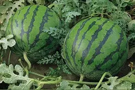 成天吃西瓜，你知道它的来历及历史吗？图片