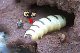 蚂蚁的种类介绍及消灭蚂蚁的方法图片