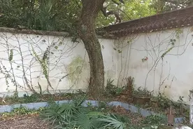 庭院的大树如何处理求给个招图片