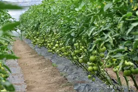 种植就用三种万能肥料配方，学会了生根壮苗又增产，无可替代图片