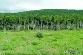 被截留的“林补金”回来了图片