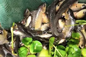 广东过山鲫泛滥成灾，渔民人人喊打，连会吃的广东人都无可奈何？图片