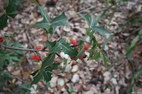 农村常见的老虎刺，农村老人常拿它泡水喝，有什么用？图片