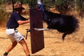 被吉尼斯评为“最危险”的鸟类，一脚能踢穿钢板，究竟有多危险？图片