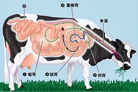 黄喉不是喉，郡肝不是肝！火锅常吃的这些肉到底是啥？图片