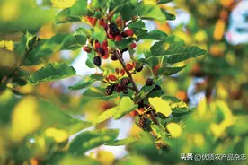 别拿桑叶不当“粮”图片