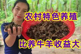 投资小的农村特色养殖，收益比养牛养羊高，风险低图片