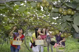 孩子们年年去亲家的猕猴桃园摘果子，没想到把亲情摘丢了图片