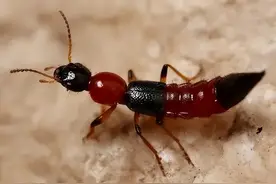 这种虫的毒液堪比硫酸，医生提醒：飞到身上千万别乱拍图片