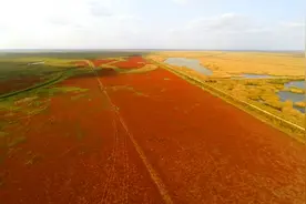 盐蒿红 秋风凉 野鹿荡里醉红妆图片