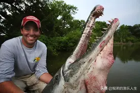 体长三米寿命可达75年，“臭名昭著”的鳄雀鳝，为何出现在东莞？图片