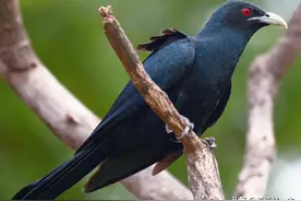 “鬼鸟”叫，有人就会死亡，这是真的吗？为何噪鹃鸟叫不是好事？图片