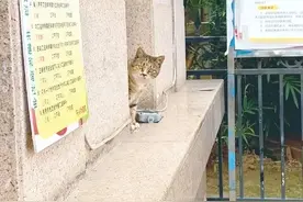 天冷了，梧州的流浪猫该何去何从？图片