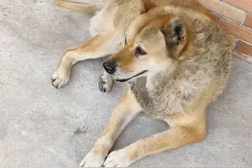 农村10年以上老狗，为何狗贩子高价收购？村民知道真相依然抢着卖图片