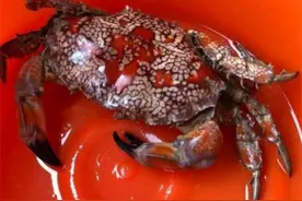 一只就能毒死5万只老鼠？澎湖渔民捞上绝美螃蟹，差点就下锅了！图片