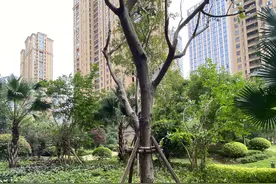 福州一小区景观树被物业擅自移走，园林部门：未收到移树申请图片