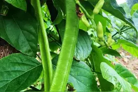 农村一种缠绕形草本植物，人们称之为“刀豆”，您认识吗图片