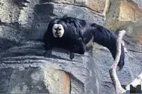 国人害怕的老猫猴子，居然是从非洲来的？黑毛白脸的怪物是什么？图片