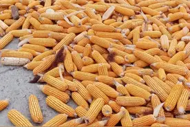 1月10全国玉米、小麦、生猪、稻谷价格早报图片