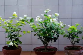 救活一棵“光杆”茉莉，“洗剪喷”做好，快速发新根，长满绿叶图片