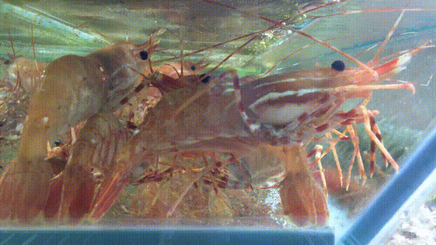 40头的花胶是几级 2025年花胶40头是什么意思?