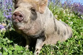 关于云南省禄劝撒坝猪产业培育的思考图片