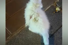 猫咪身上“秃”了一块，细看后是人为撕掉的皮：它不过才1个月大图片