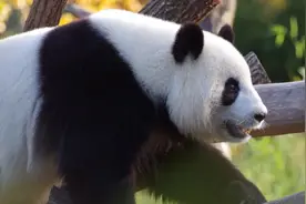 国宝大熊猫，到底是猫，还是熊？图片