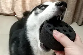 国内“弃养率”很高的5种狗，养之前要想清楚图片