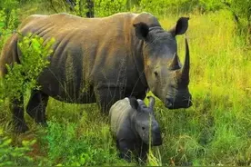 犀牛角比黄金还珍贵？成为不法分子疯狂“追求”的对象，有何用途图片