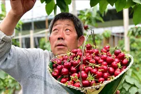 一根棍上长樱桃产果15斤亩产1.5万斤，大叔栽种三月上市，不简单图片