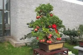 盆栽石榴怎么种植？请看这里图片