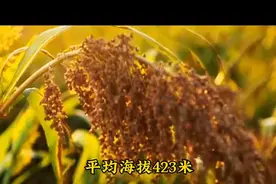 茅台集团是什么行政级别图片