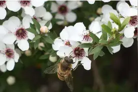麦卢卡蜂蜜是智商税吗？图片