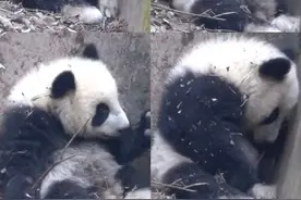 基地回应残疾大熊猫福菀被游客泼水：福菀健康状态稳定，泼水游客离场太快尚未找到图片