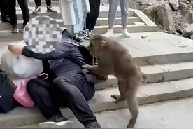 笑不活了！峨眉山的猴子被外国大汉收拾了，网友的评论笑死我了图片